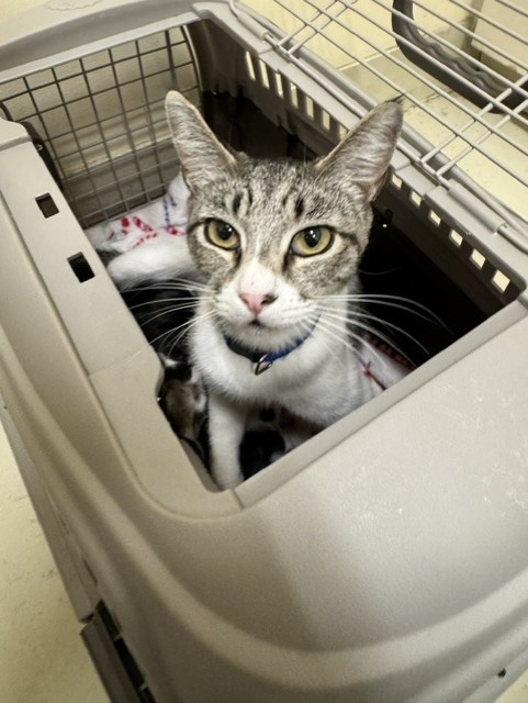 Shelter Stray Female Cat last seen DOANE ST, 1950 Stevenson Blvd, Fremont, CA 94538, USA