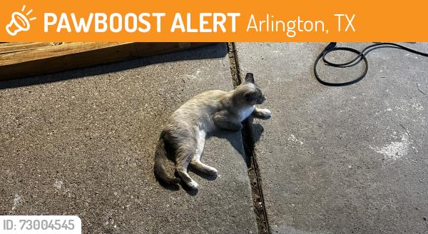 Found/Stray Unknown Cat last seen Sublett , Arlington, TX 76018