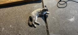 Found/Stray Unknown Cat last seen Sublett , Arlington, TX 76018