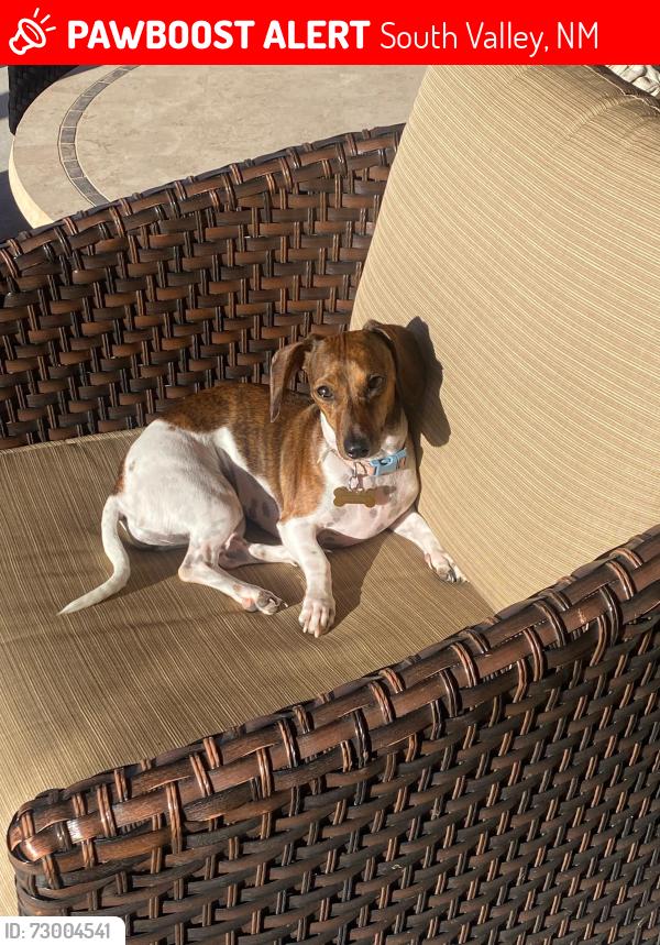 Lost Female Dog last seen Coors rd and don Felipe rd, South Valley, NM 87105