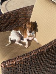 Lost Female Dog last seen Coors rd and don Felipe rd, South Valley, NM 87105
