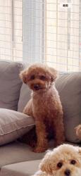 Lost Male Dog last seen Tnt, Markham, ON L3R