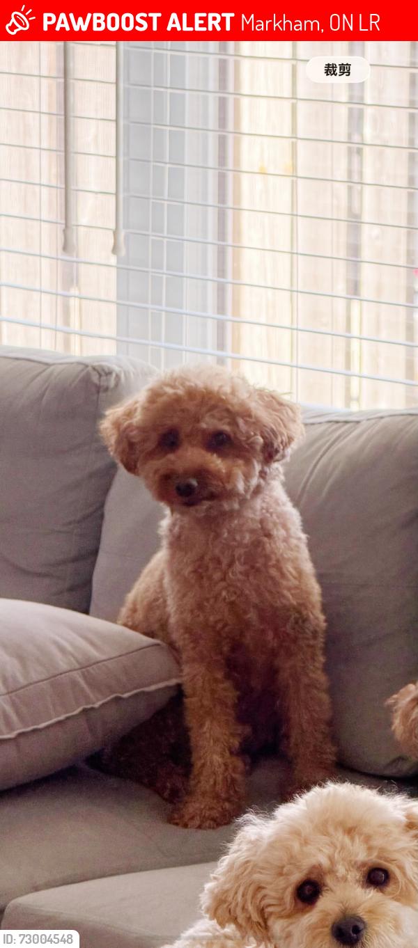 Lost Male Dog last seen Tnt, Markham, ON L3R