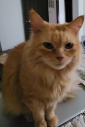 Lost Male Cat last seen Grouse Run apmts, Bldg 11. Between Penn and May, Dorset runs alongside., Oklahoma City, OK 73120