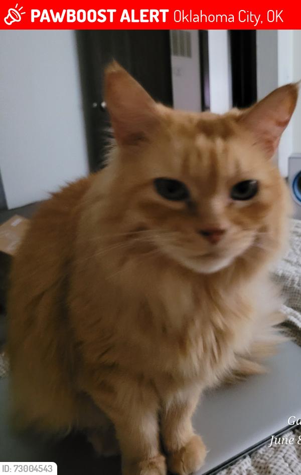 Lost Male Cat last seen Grouse Run apmts, Bldg 11. Between Penn and May, Dorset runs alongside., Oklahoma City, OK 73120
