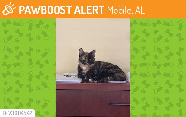Found/Stray Female Cat last seen Pinehill Drive & Government Street, Mobile, AL 36606