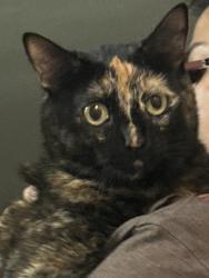 Reunited Unknown Cat last seen Beach blvd , Huntington Beach, CA 92648