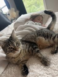 Lost Male Cat last seen Near Deer Drive, Liberty, MO 64068
