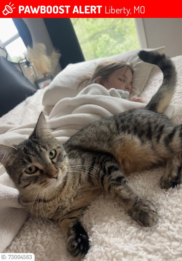 Lost Male Cat last seen Near Deer Drive, Liberty, MO 64068