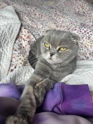 Lost Female Cat last seen Balderstone road, Main Street, west saint paul, West St. Paul, MB R4A