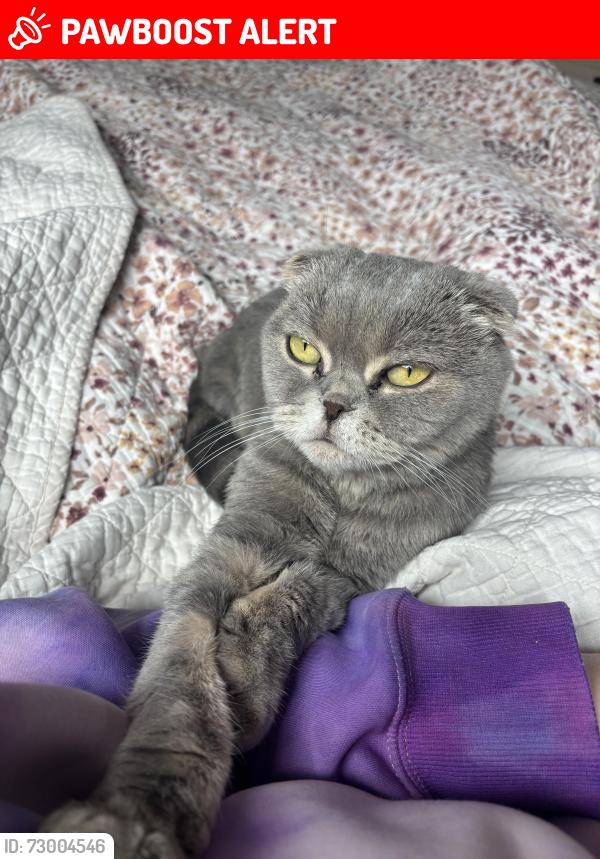 Lost Female Cat last seen Balderstone road, Main Street, west saint paul, West St. Paul, MB R4A