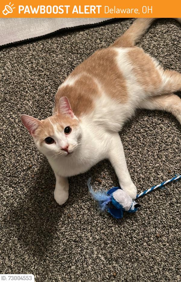Found/Stray Unknown Cat last seen Cedar court apmts , Delaware, OH 43015