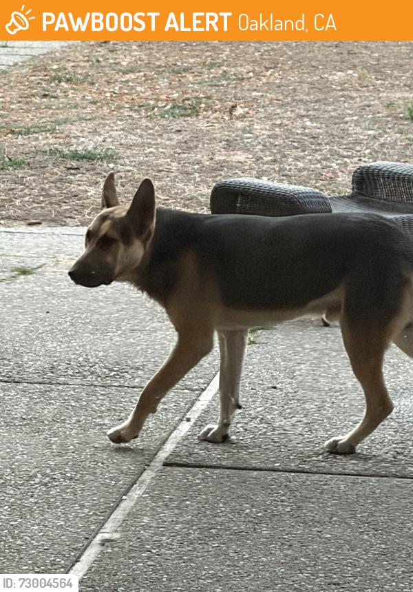 Found/Stray Male Dog last seen Oak knoll , Oakland, CA 94605