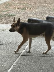 Found/Stray Male Dog last seen Oak knoll , Oakland, CA 94605