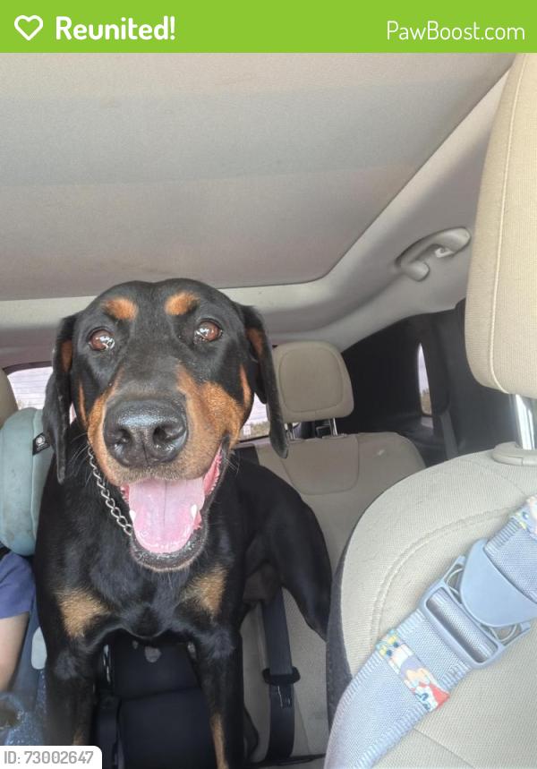 Reunited Female Dog last seen Knollcreek, San Antonio, TX 78247