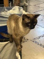 Lost Male Cat last seen Primrose drive and Portulaca Way, Buena Park, CA 90620