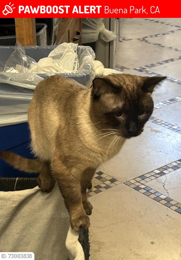 Lost Male Cat last seen Primrose drive and Portulaca Way, Buena Park, CA 90620