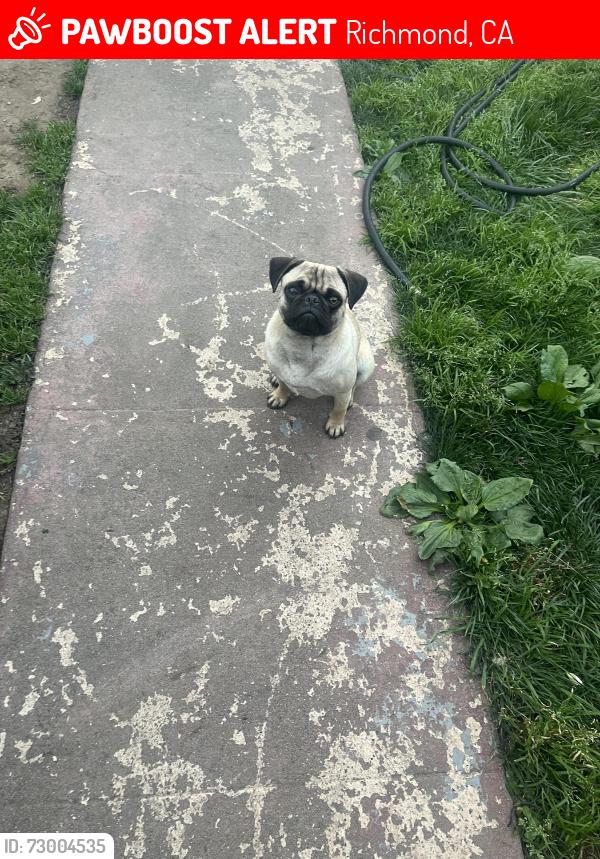 Lost Male Dog last seen Lost by 3rd street 677 Richmond Peres school , Richmond, CA 94801
