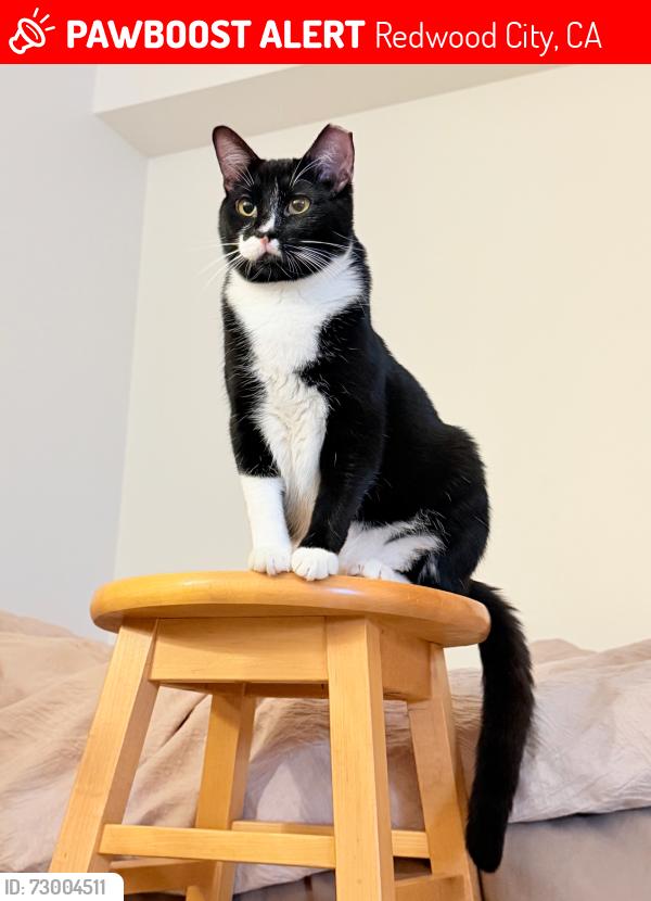 Lost Male Cat last seen Bushes in Pulgas Water Temple (56 Canada Rd, Redwood City, CA 94062), Redwood City, CA 94062