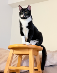 Lost Male Cat last seen Bushes in Pulgas Water Temple (56 Canada Rd, Redwood City, CA 94062), Redwood City, CA 94062