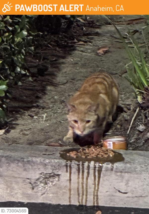 Found/Stray Male Cat last seen Near ranch market in anahein , Anaheim, CA 92801