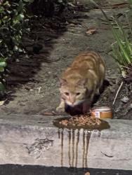 Found/Stray Male Cat last seen Near ranch market in anahein , Anaheim, CA 92801
