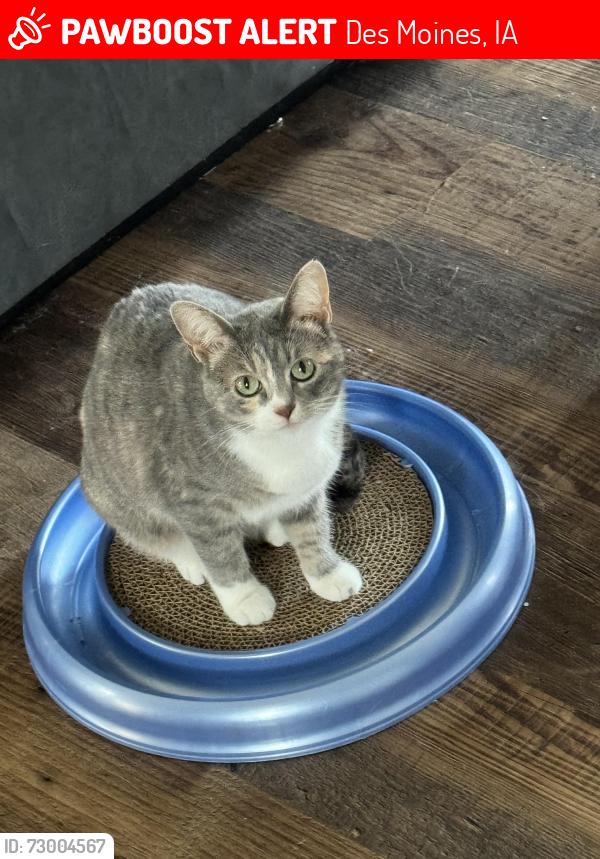 Lost Female Cat last seen Brook Run, NE 30th, Easton, NE 51st, NE 53rd, Des Moines, IA 50317
