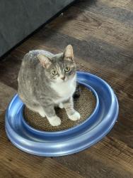 Lost Female Cat last seen Brook Run, NE 30th, Easton, NE 51st, NE 53rd, Des Moines, IA 50317