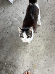 Found/Stray Female Cat last seen warner/edwards , Huntington Beach, CA 92647