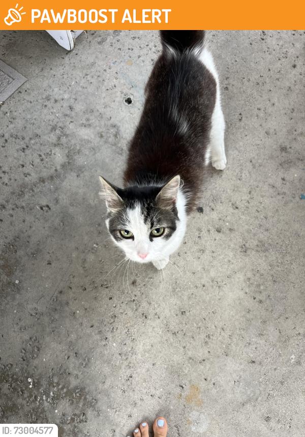 Found/Stray Female Cat last seen warner/edwards , Huntington Beach, CA 92647