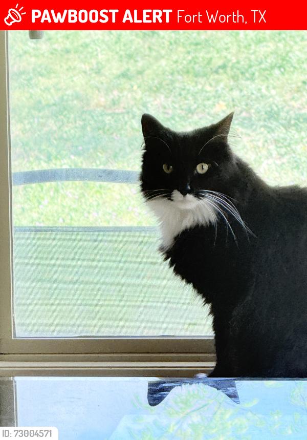 Lost Male Cat last seen Woodbine Cliff Dr & Paluxy Sands (Terrace Landing), Fort Worth, TX 76179