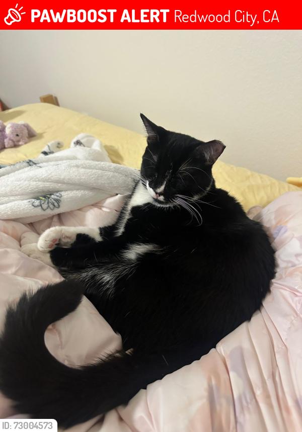 Lost Male Cat last seen Pulgas Water Temple, Redwood City, CA 94062
