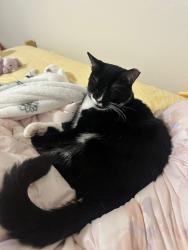 Lost Male Cat last seen Pulgas Water Temple, Redwood City, CA 94062