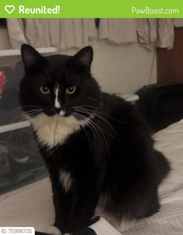 Reunited Male Cat last seen Main and Edgewood , Santa Ana, CA 92706