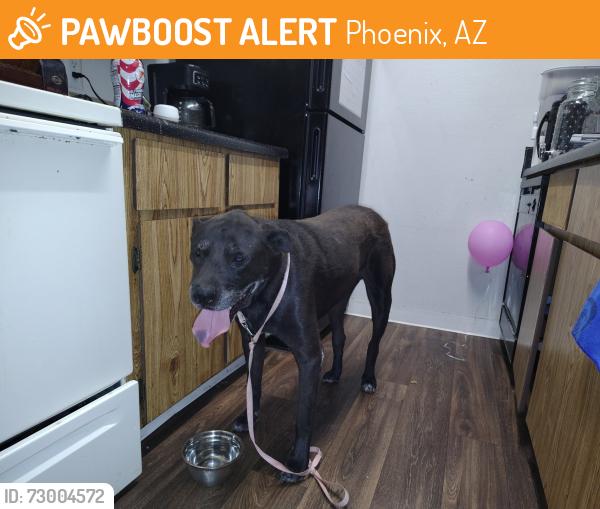 Found/Stray Male Dog last seen Right before arco gas station on 29th between bell n union, Phoenix, AZ 85053