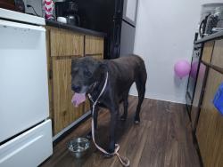 Found/Stray Male Dog last seen Right before arco gas station on 29th between bell n union, Phoenix, AZ 85053