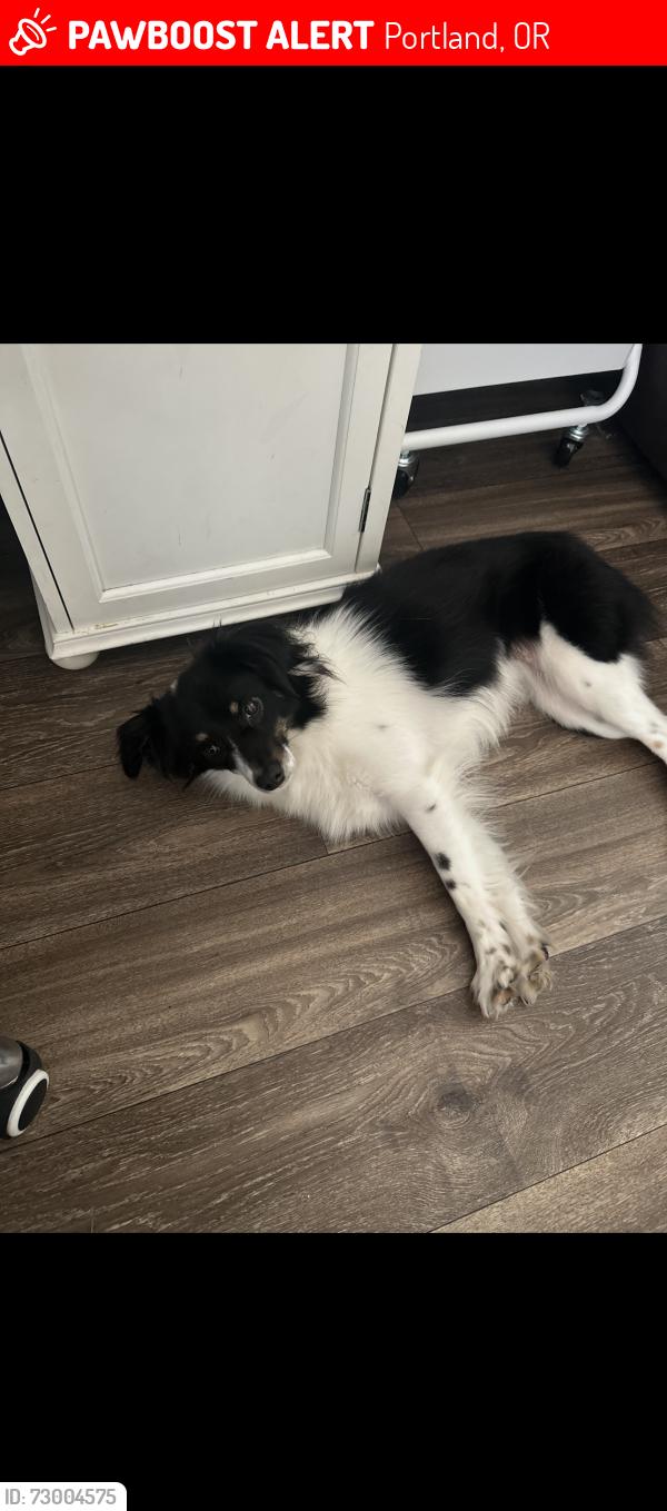 Lost Female Dog last seen Near SE 151st Ave, Portland, OR 97233, Portland, OR 97233