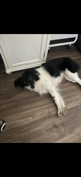 Lost Female Dog last seen Near SE 151st Ave, Portland, OR 97233, Portland, OR 97233