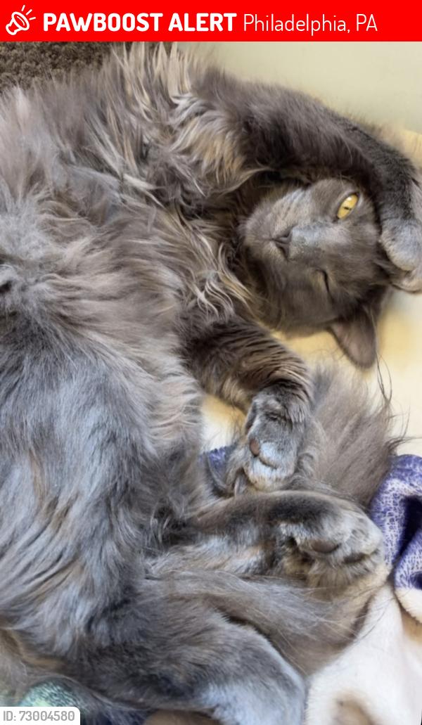 Lost Male Cat last seen Stevens and brous, Philadelphia, PA 19149