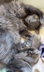 Lost Male Cat last seen Stevens and brous, Philadelphia, PA 19149
