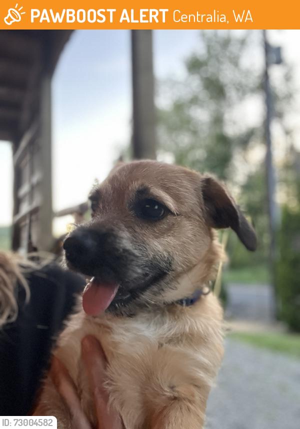 Found/Stray Male Dog last seen Salzer Valley Rd, Centralia, WA 98531