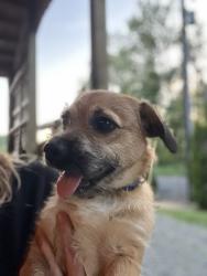 Found/Stray Male Dog last seen Salzer Valley Rd, Centralia, WA 98531