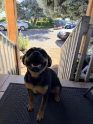 Found/Stray Unknown Dog last seen Branch Road, Yakima County, WA 98933