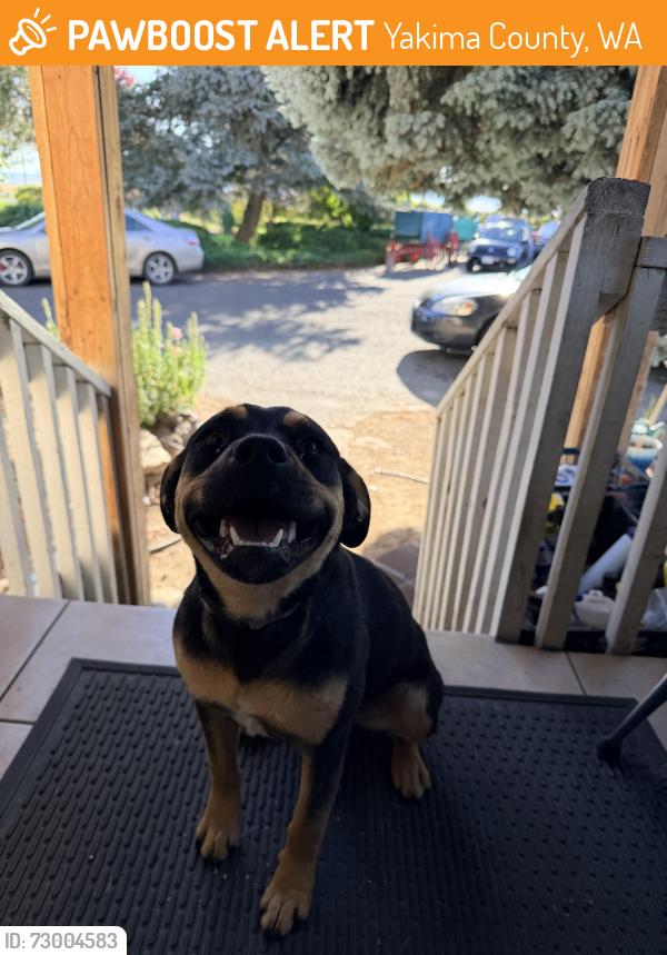 Found/Stray Unknown Dog last seen Branch Road, Yakima County, WA 98933
