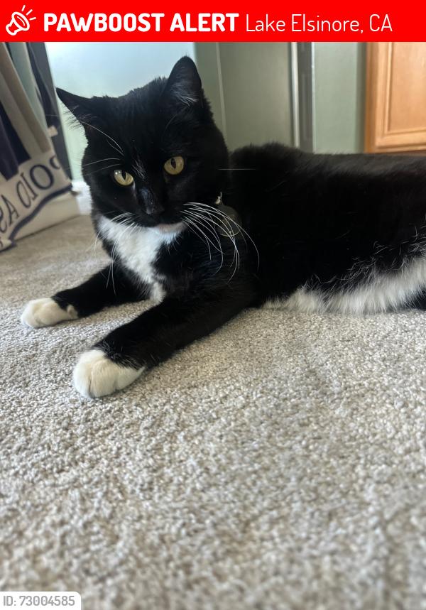 Lost Male Cat last seen Cedarhill Ln, Lake Elsinore, CA 92532