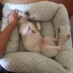 Reunited Female Dog last seen Hansen Dam Park, Los Angeles, CA 91331