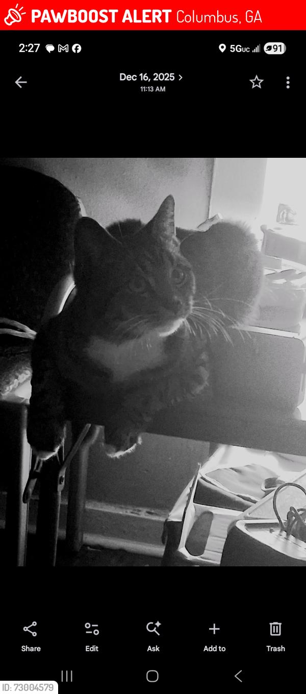 Lost Male Cat last seen 3rd Ave, 28th Street and 29th Street , Columbus, GA 31904