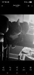 Lost Male Cat last seen 3rd Ave, 28th Street and 29th Street , Columbus, GA 31904