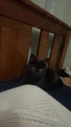Reunited Female Cat last seen Bell Bridge primary School, Hoppers Crossing, VIC 3029