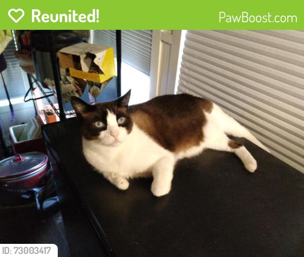 Reunited Male Cat last seen Near Story Road, the trailer park, Emigrant, MT 59027